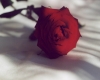 fleure